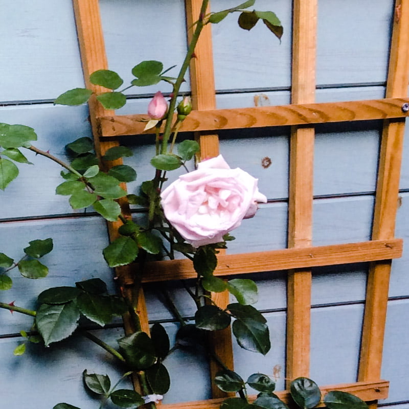 The rose beyond the wall Julie New